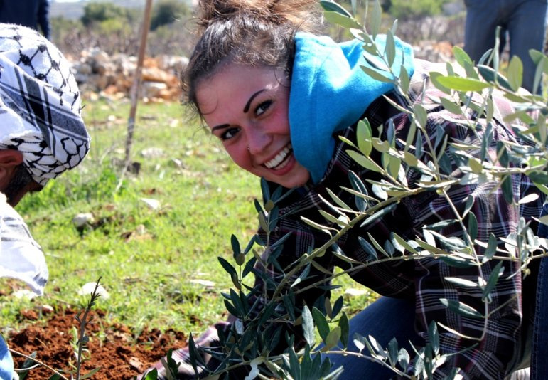 Olive-Tree-Planting